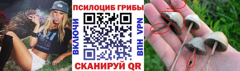 Купить закладки  Липки  Псилоцибиновые грибы GOLDEN TEACHER 